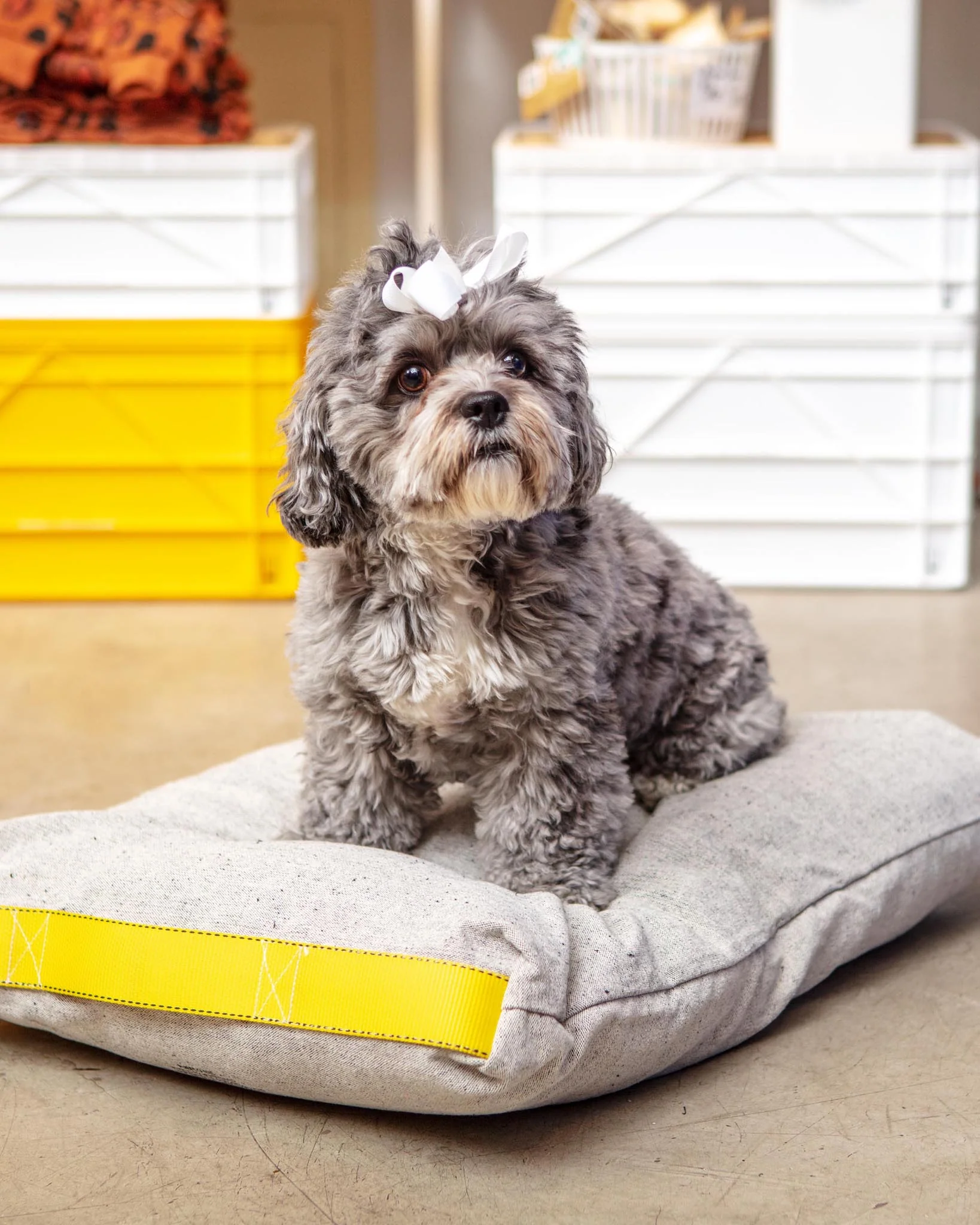 Cotton Pet Cushion in Olive or Ivory Black (FINAL SALE) - Image 9