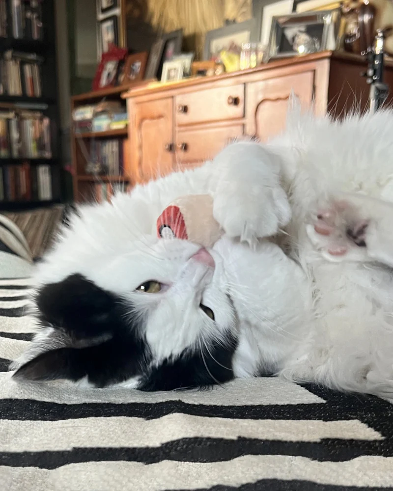 Pull My Finger Catnip Toy - Image 3
