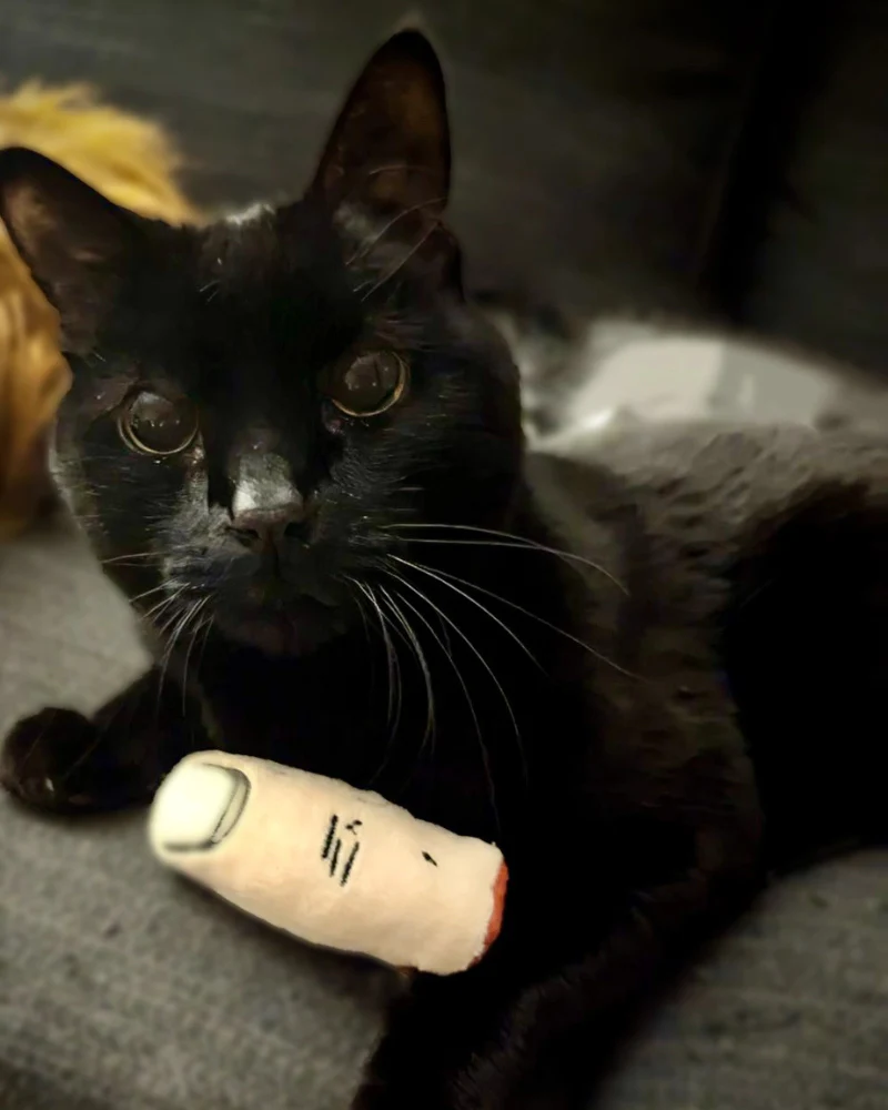 Pull My Finger Catnip Toy - Image 4