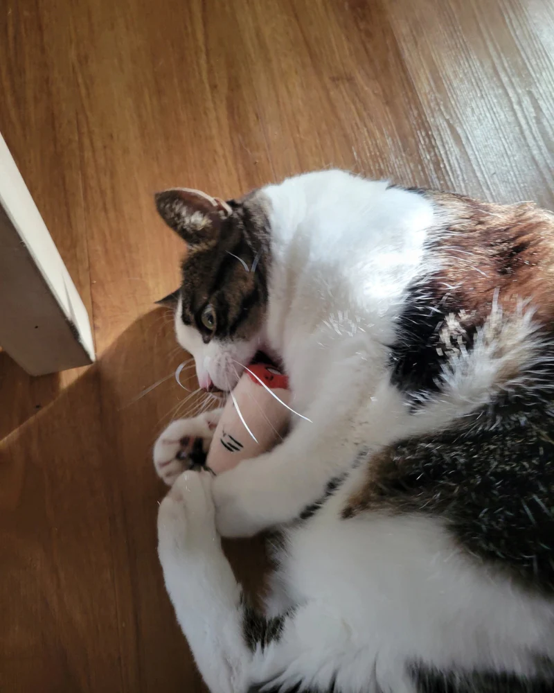 Pull My Finger Catnip Toy - Image 5