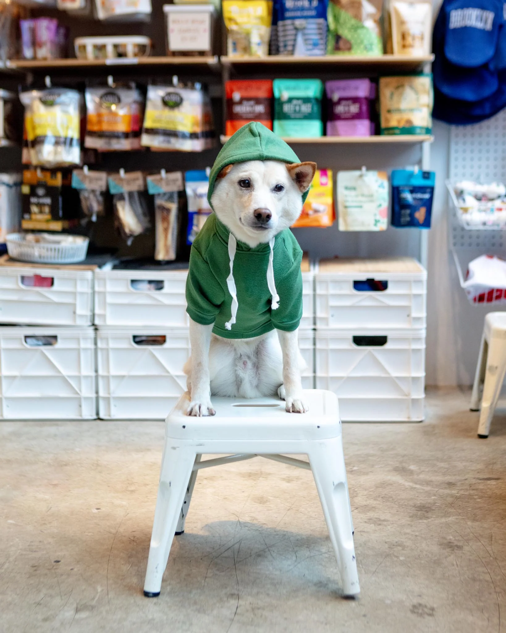 Pullover Dog Hoodie in Green - Image 4