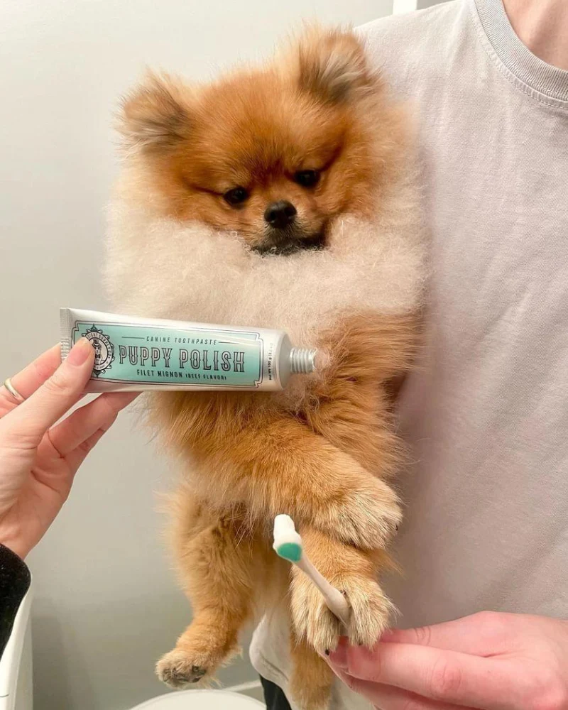Puppy Polish Dog Toothpaste in Filet Mignon Flavor (Beef) - Image 2