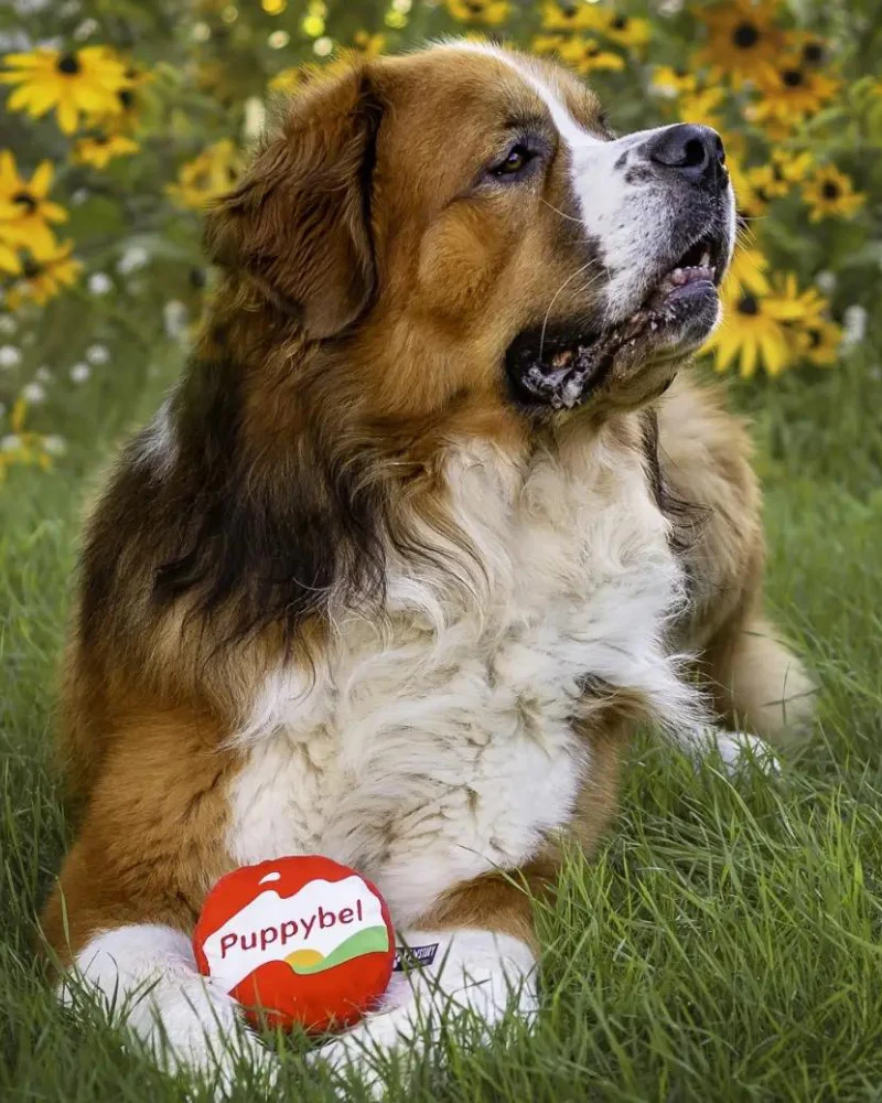 PuppyBel Squeaky Plush Dog Toy (FINAL SALE) - Image 2