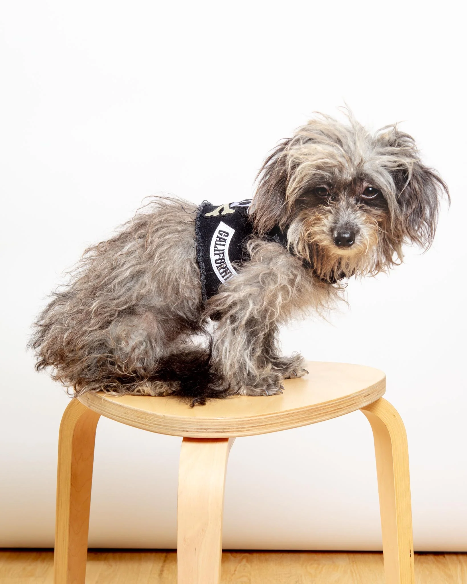 Pups of Anarchy Denim Dog Harness (Made in the USA) - Image 2