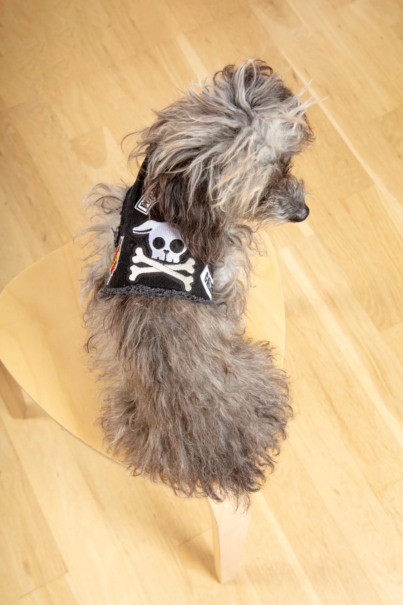 Pups of Anarchy Denim Dog Harness (Made in the USA) - Image 5