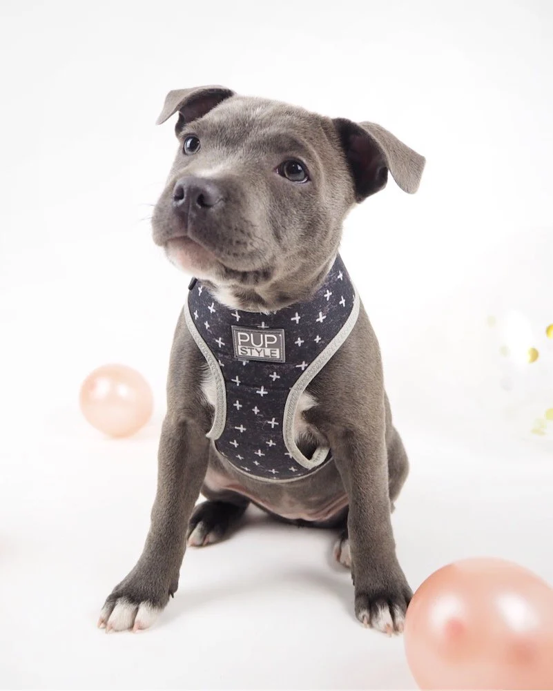 PUPSTYLE | Black Cross Harness - Image 5