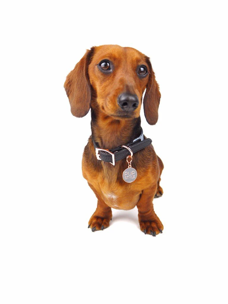 PUPSTYLE | Greys for Days City Collar - Image 3