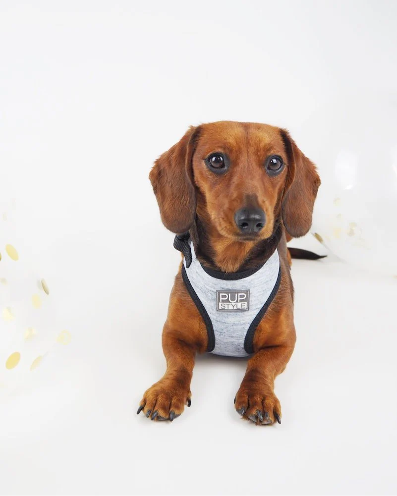 PUPSTYLE | Greys for Days Harness - Image 4