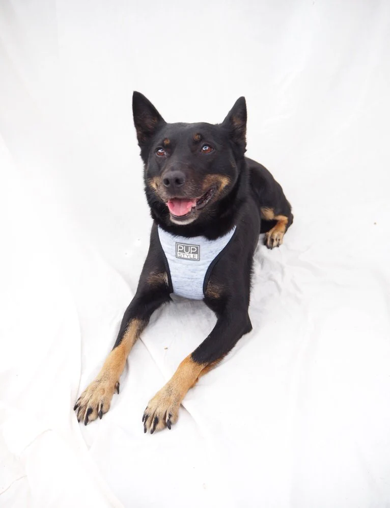PUPSTYLE | Greys for Days Harness - Image 6