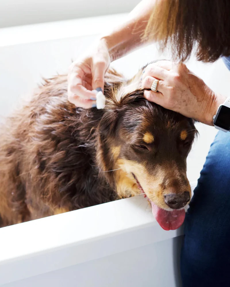 Alcohol-Free Ear Wash in Juniper Berry & Pine - Image 2