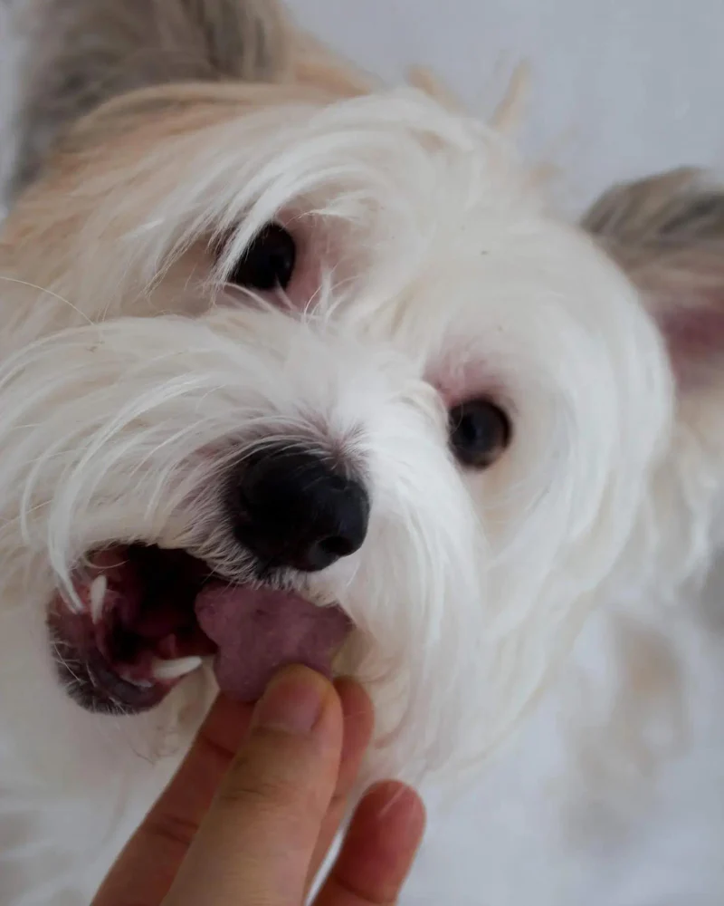 Purple Sweet Potato Dog Biscuit Treats - Image 6