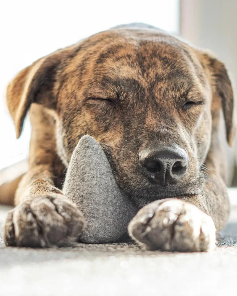 Pyramid Squeaky Dog Toy (FINAL SALE) - Image 4