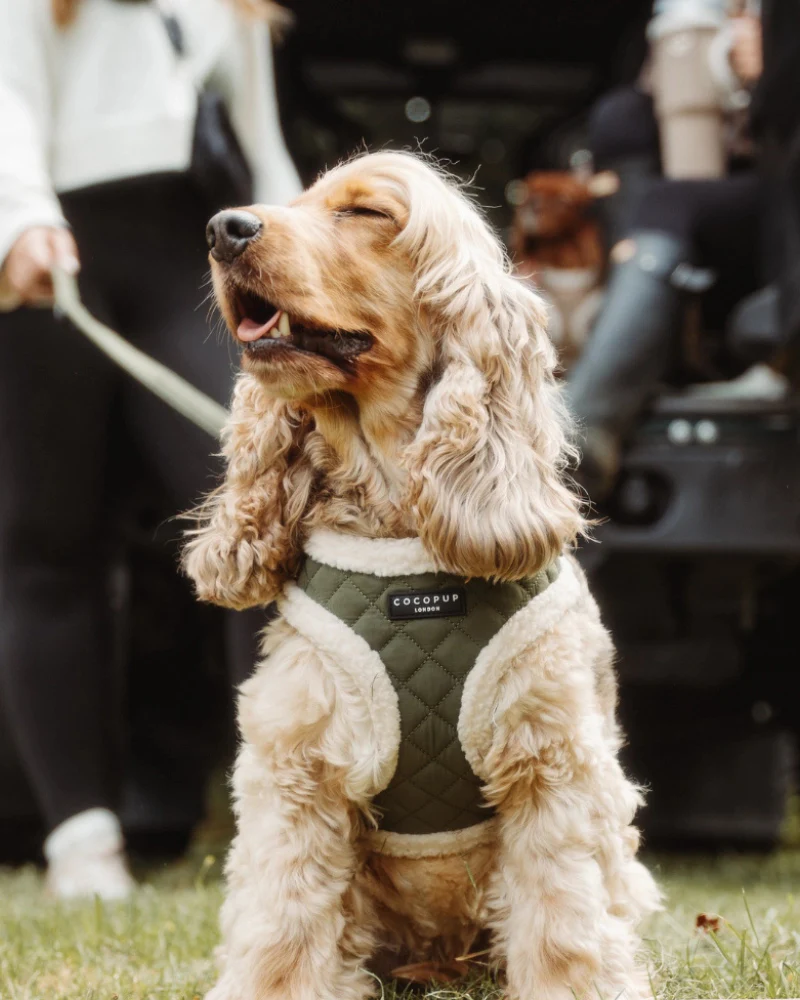 Quilted Adjustable Dog Harness in Khaki - Image 2