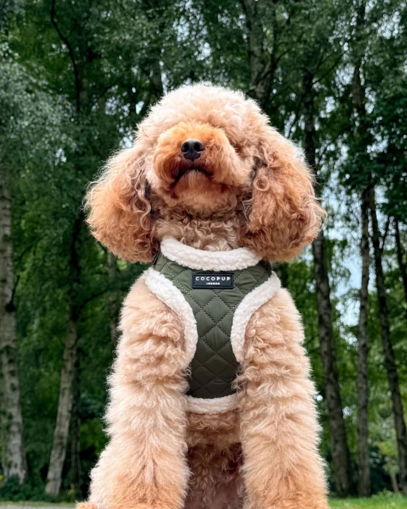 Quilted Adjustable Dog Harness in Khaki - Image 7