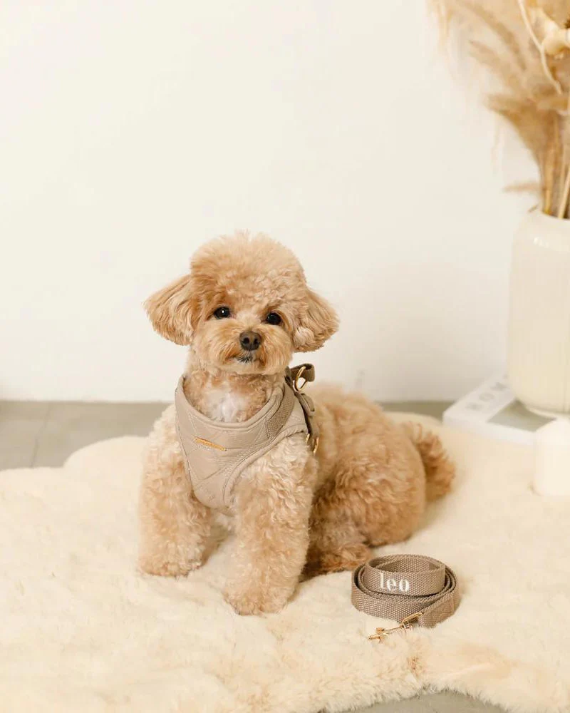 Quilted Puffer Dog Harness & Leash Set (FINAL SALE) - Image 4