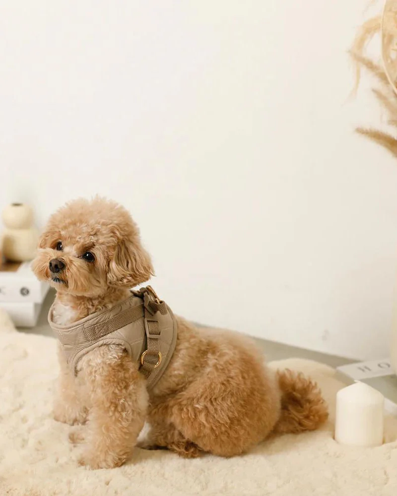 Quilted Puffer Dog Harness & Leash Set (FINAL SALE) - Image 6