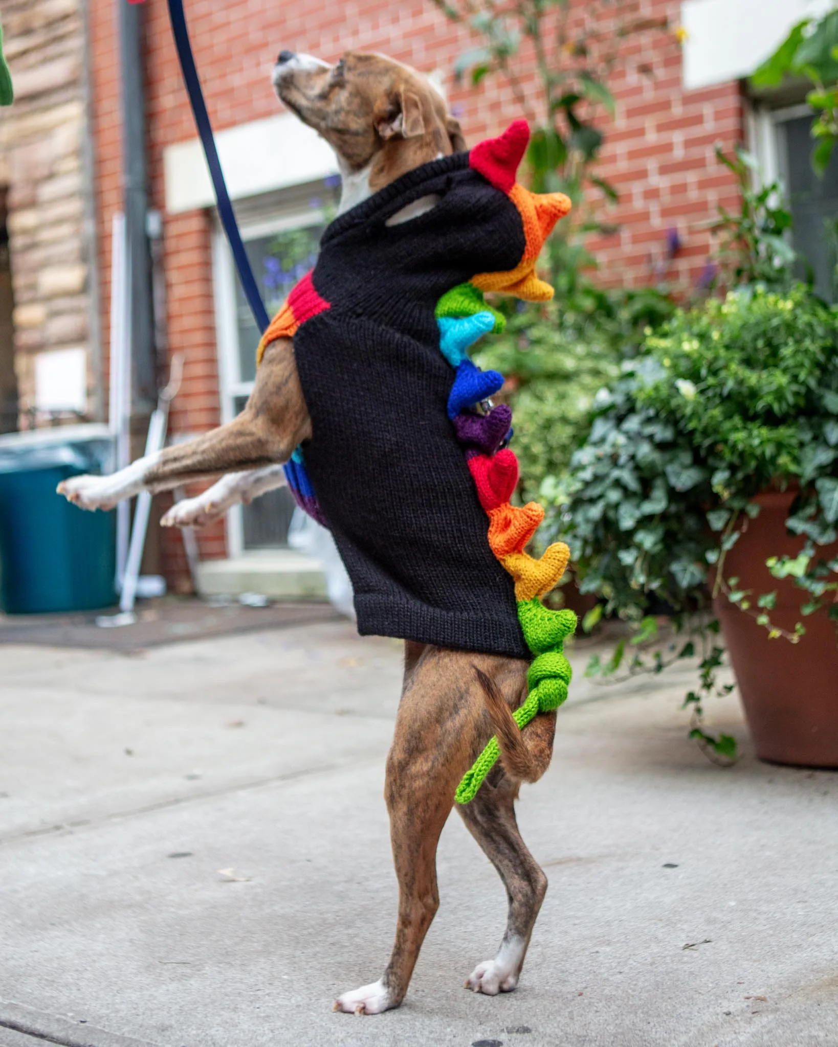 Rainbow Dragon Handknit Dog Sweater w/ Hood - Image 2
