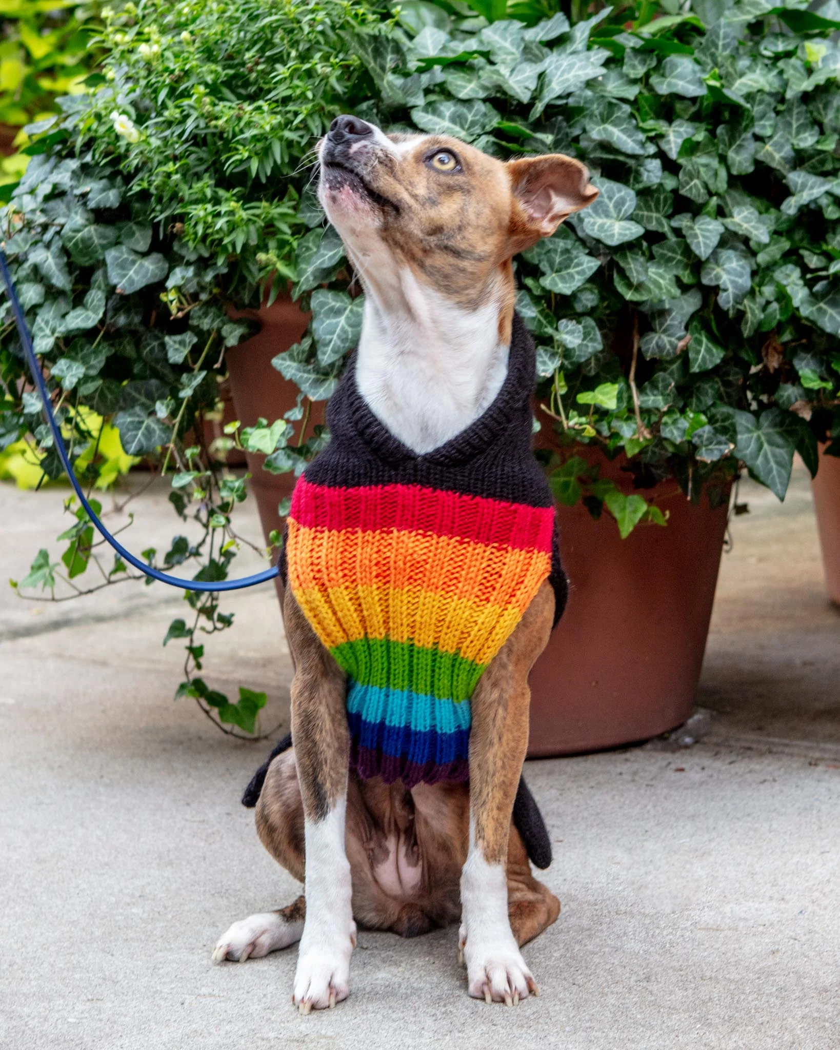 Rainbow Dragon Handknit Dog Sweater w/ Hood - Image 3