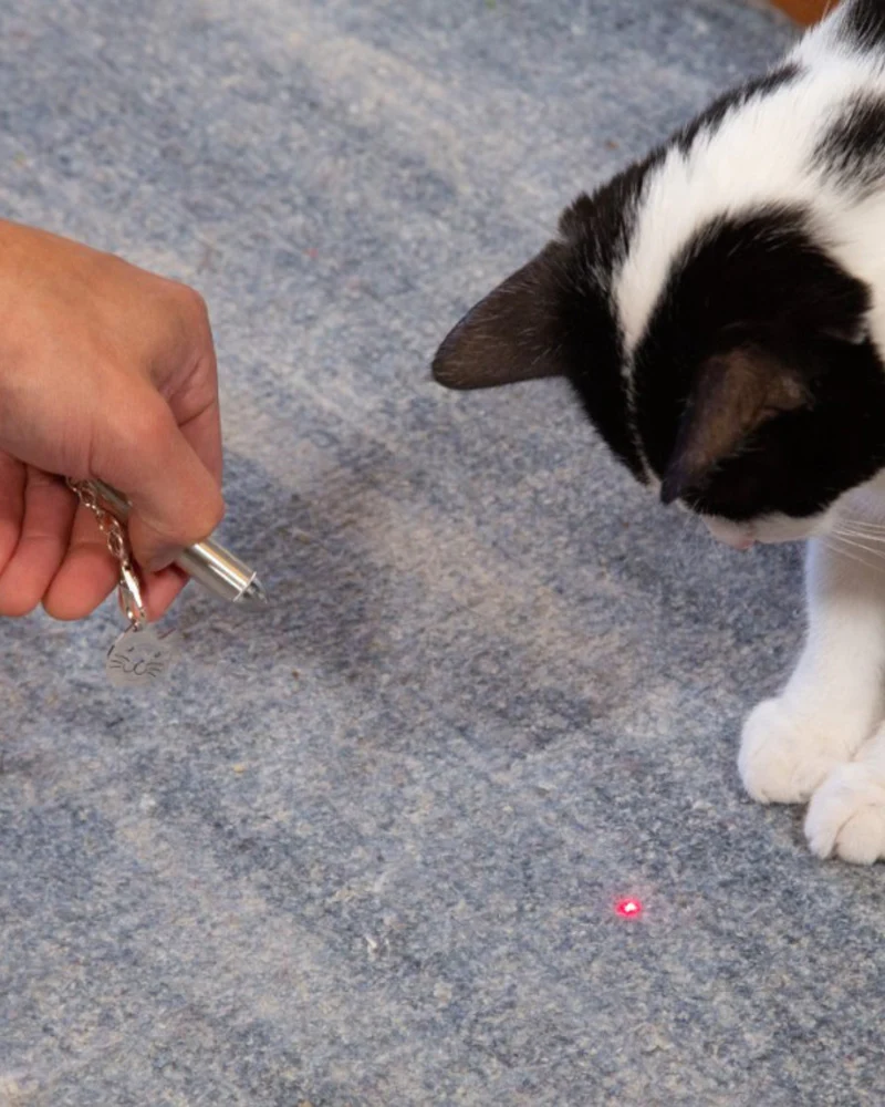 Rechargeable Kitty Laser Pointer - Image 4