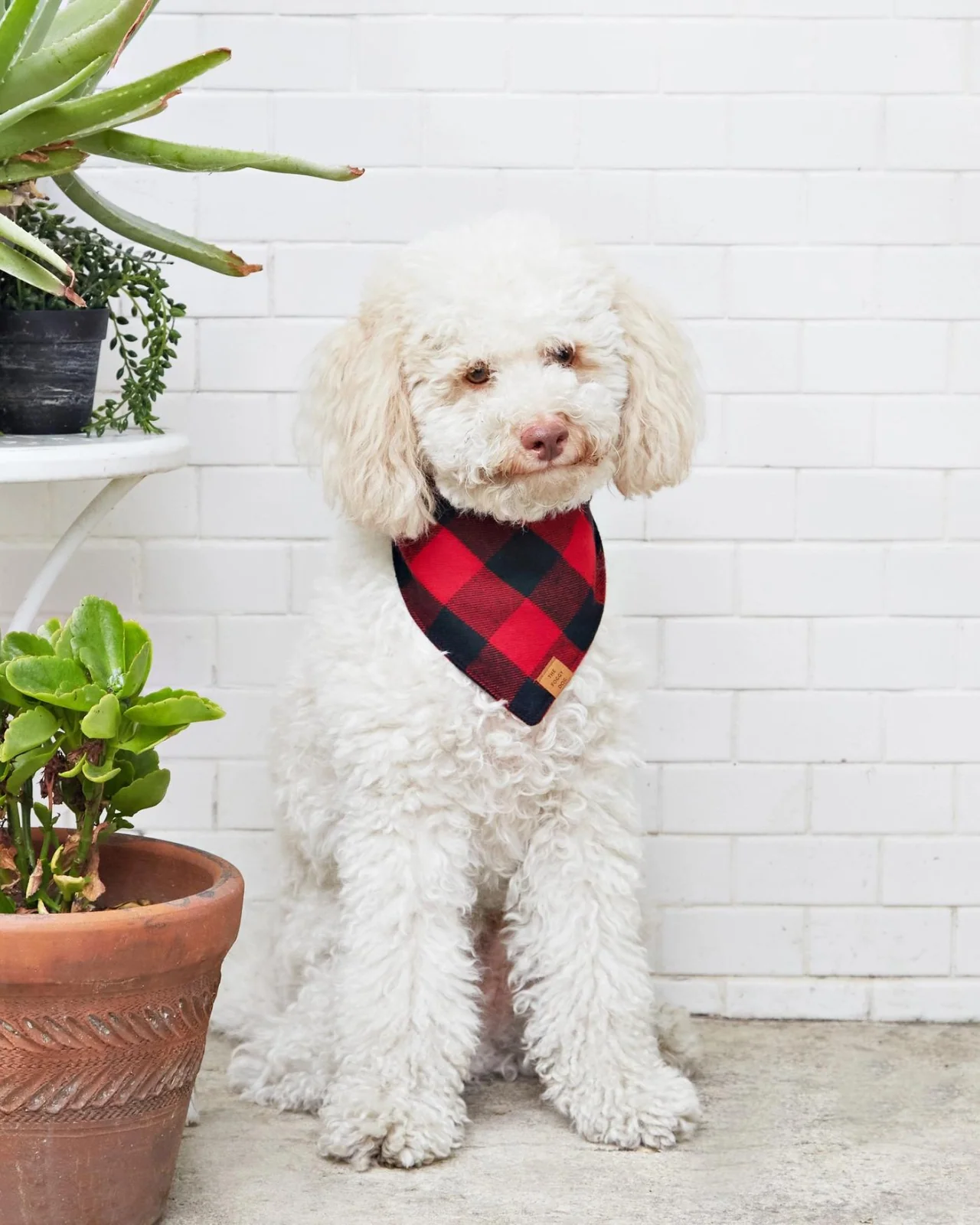 Red and Black Buffalo Check Flannel Dog Bandana (FINAL SALE) - Image 2