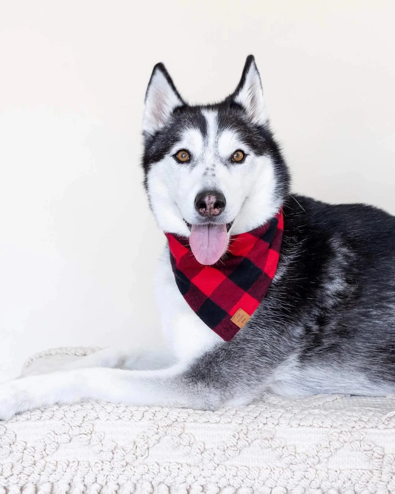 Red and Black Buffalo Check Flannel Dog Bandana (FINAL SALE) - Image 3