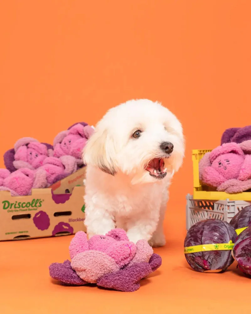 Red Cabbage Nosework Dog Toy - Image 6