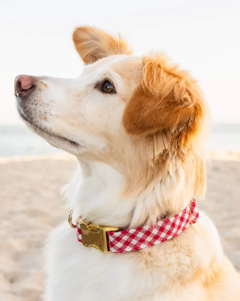 Red Gingham Dog Collar