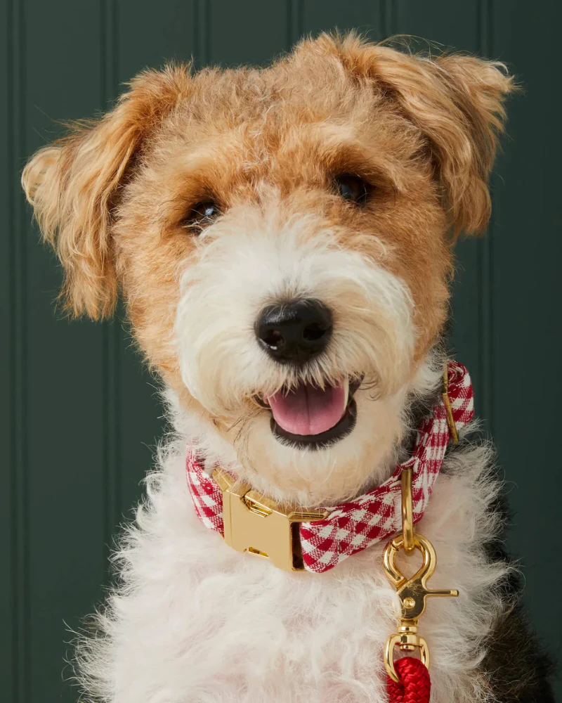 Red Gingham Dog Collar - Image 5