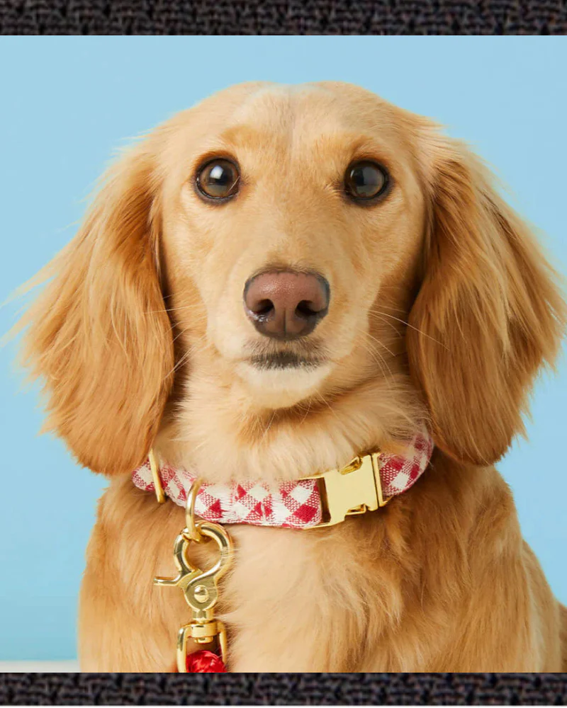 Red Gingham Dog Collar - Image 6