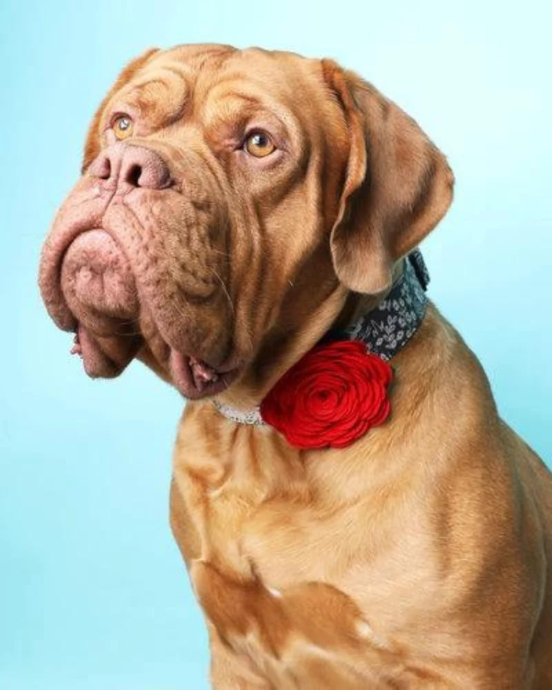 Red Rose Dog Collar Flower (Made in the USA) - Image 2