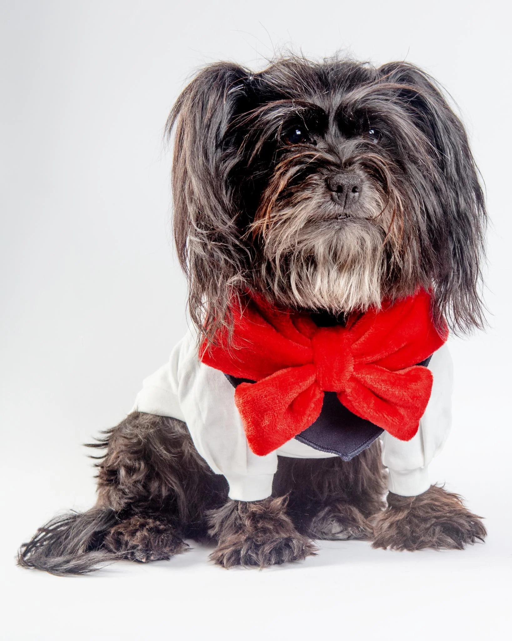 Red Velour Bow Dog Bandana - Image 4