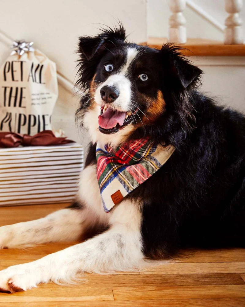 Regent Plaid Flannel Dog Bandana - Image 3