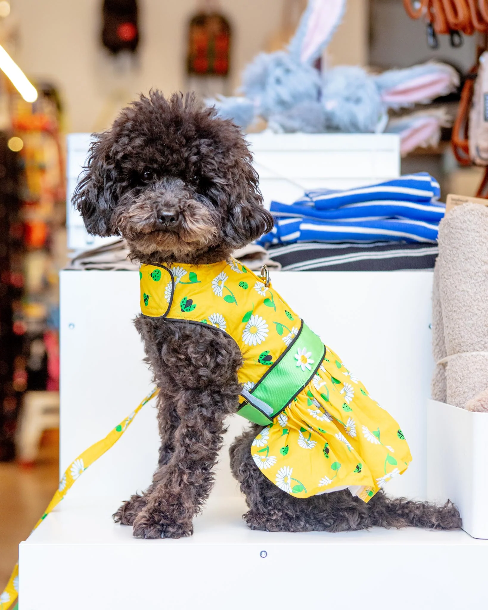 Retro Daisies Ladybug Dress for Dogs - Image 2