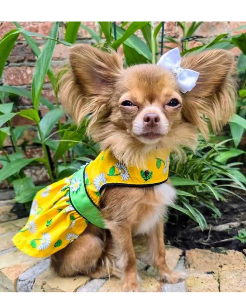 Retro Daisies Ladybug Dress for Dogs - Image 4