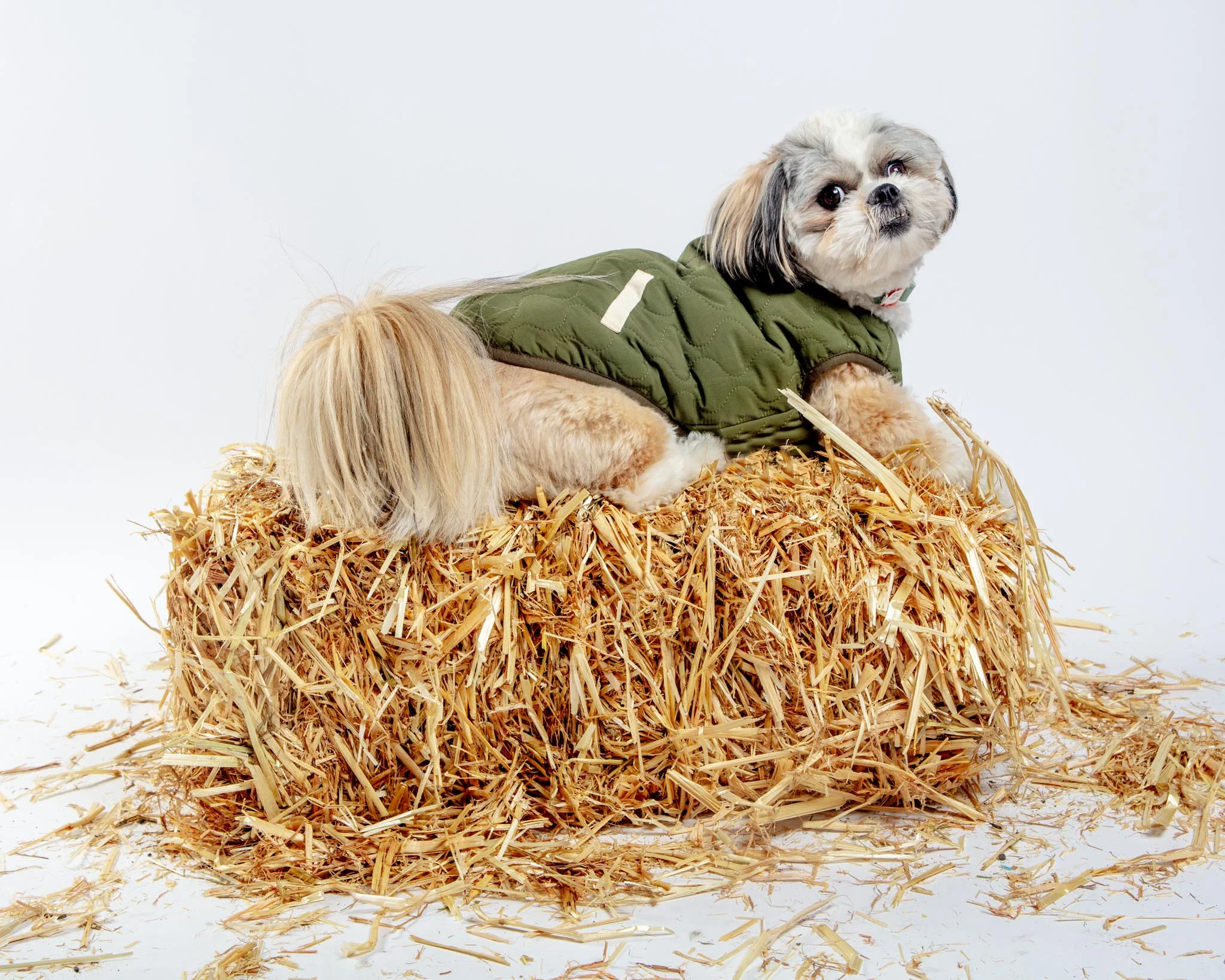 Reversible Nara Jacket for Dogs - Image 15
