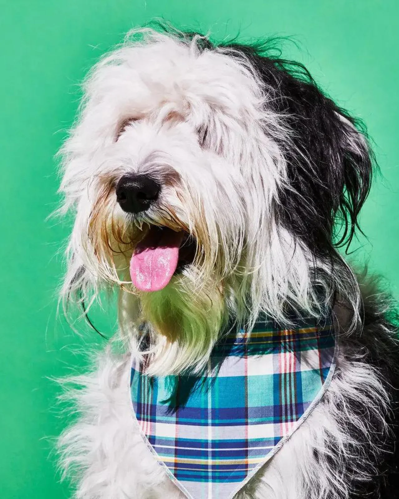 Reversible Plaid Dog Bandana (Made in the USA) (FINAL SALE) - Image 2