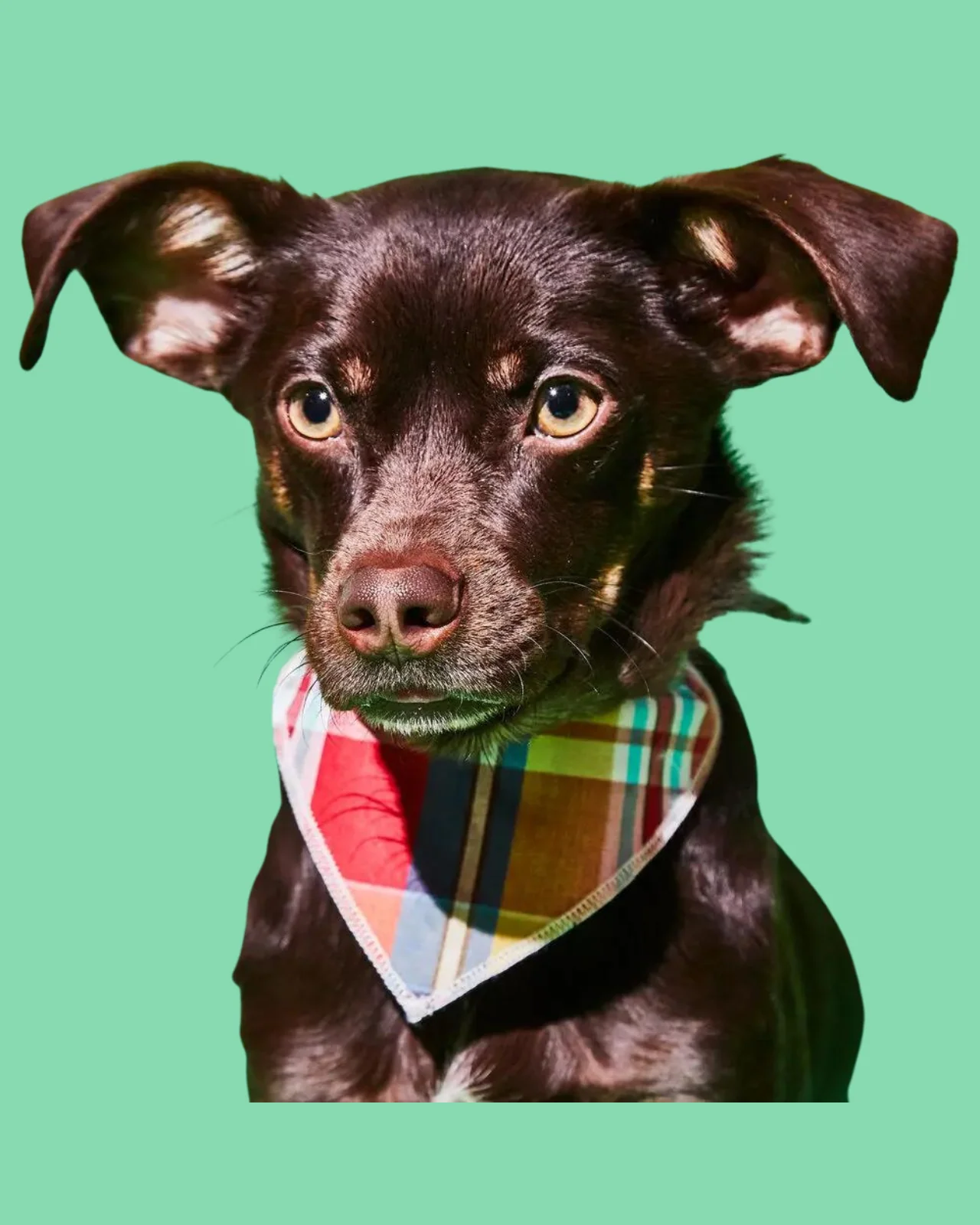 Reversible Plaid Dog Bandana (Made in the USA) (FINAL SALE) - Image 5