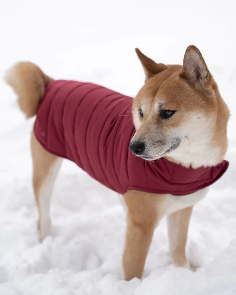 Reversible Puffer Dog Jacket in Burgundy - Image 3