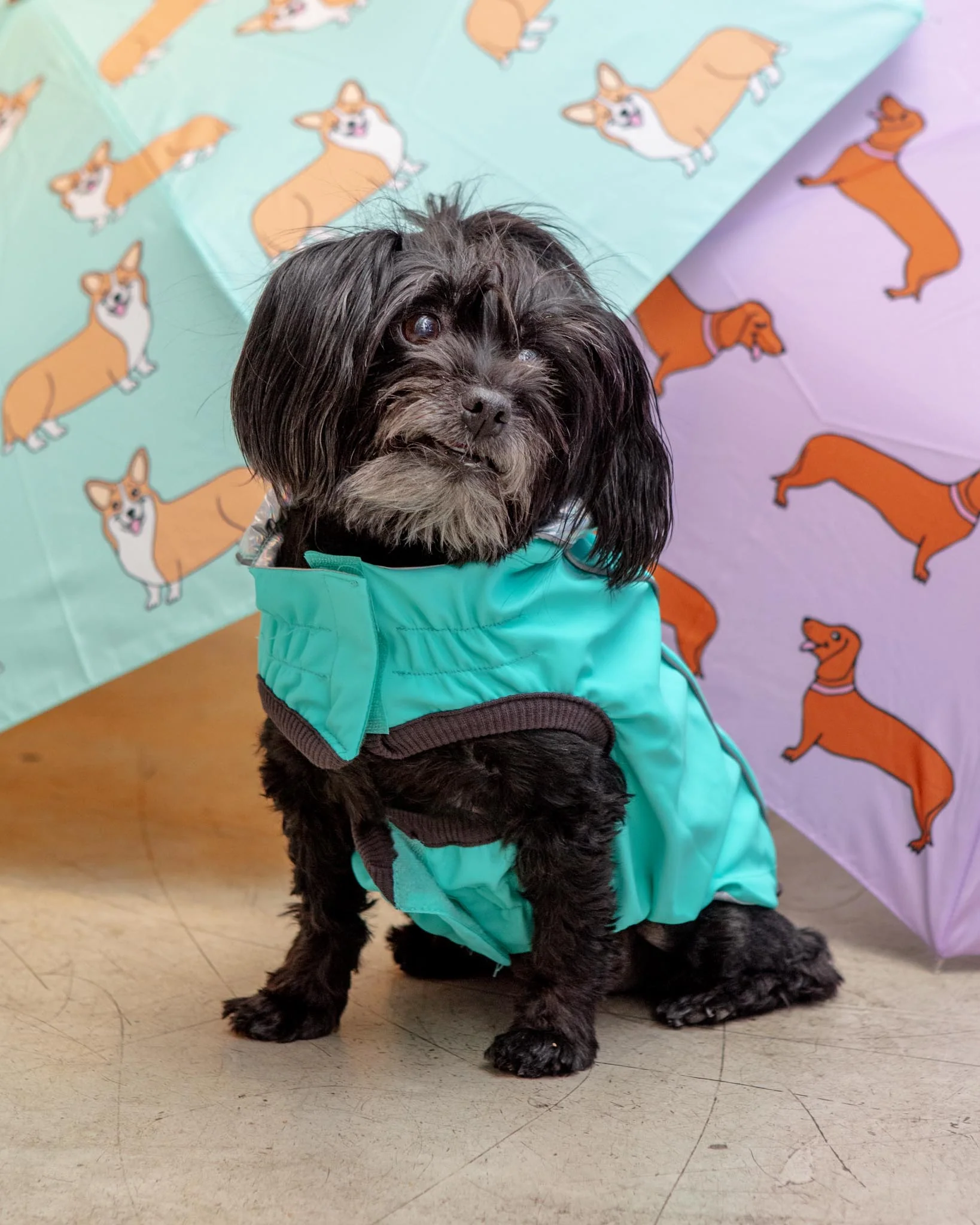 Reversible Waterproof Dog Raincoat in Iridescent + Turquoise