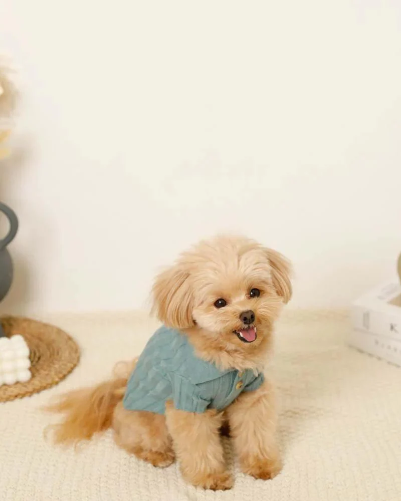 Rib Knit Dog Polo - Image 4
