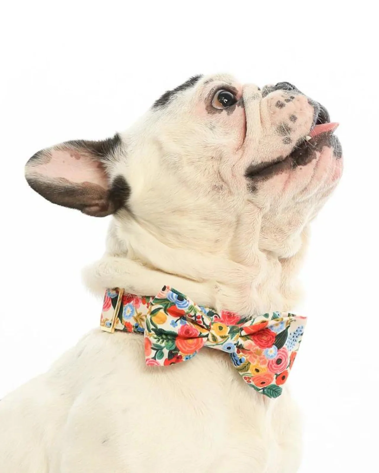 Rifle Paper Co. x TFD Garden Party Dog Bow Tie (Made in the USA) (FINAL SALE) - Image 5