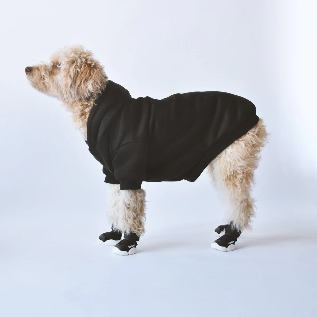 Caesar Dog Sneakers in Black - Image 4