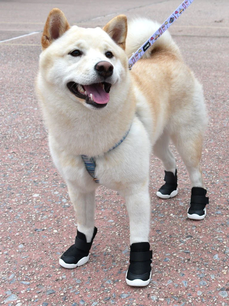 Caesar Dog Sneakers in Black - Image 6