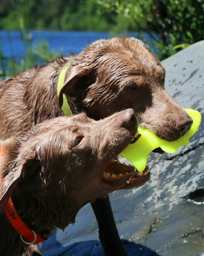 Rubber Fish Floating Dog Toy (Made in the USA) - Image 2