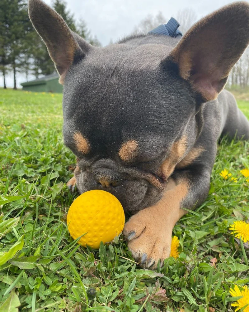 Rubber Floating Dog Ball Toy - Image 5