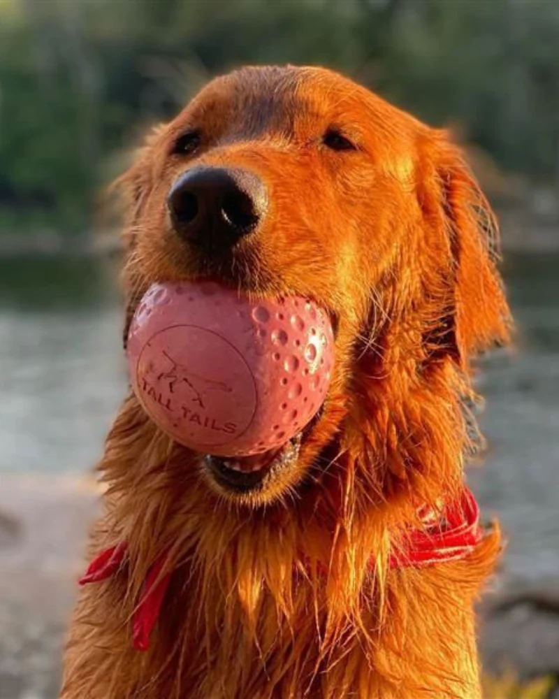 Rubber Floating Dog Ball Toy - Image 8