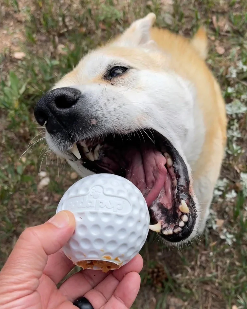 Rubber Golf Ball Enrichment Dog Toy (Made in the USA) - Image 2