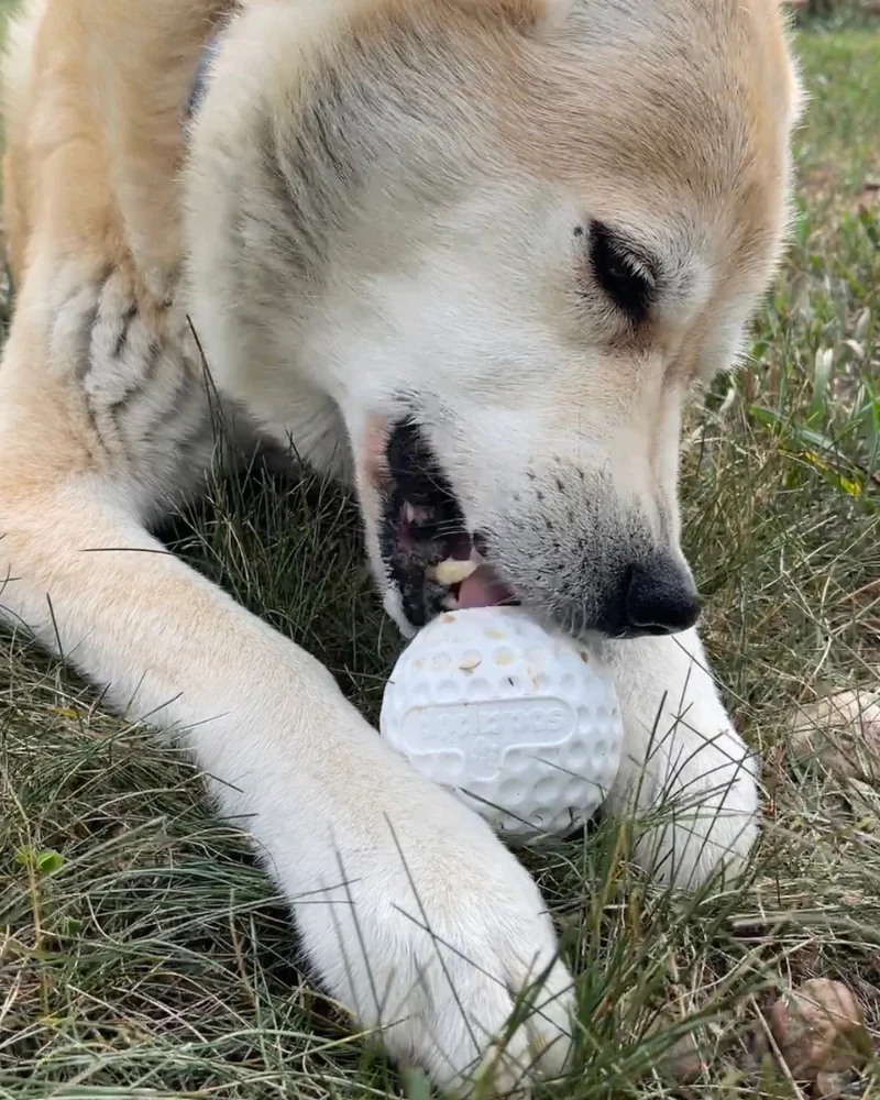 Rubber Golf Ball Enrichment Dog Toy (Made in the USA) - Image 3