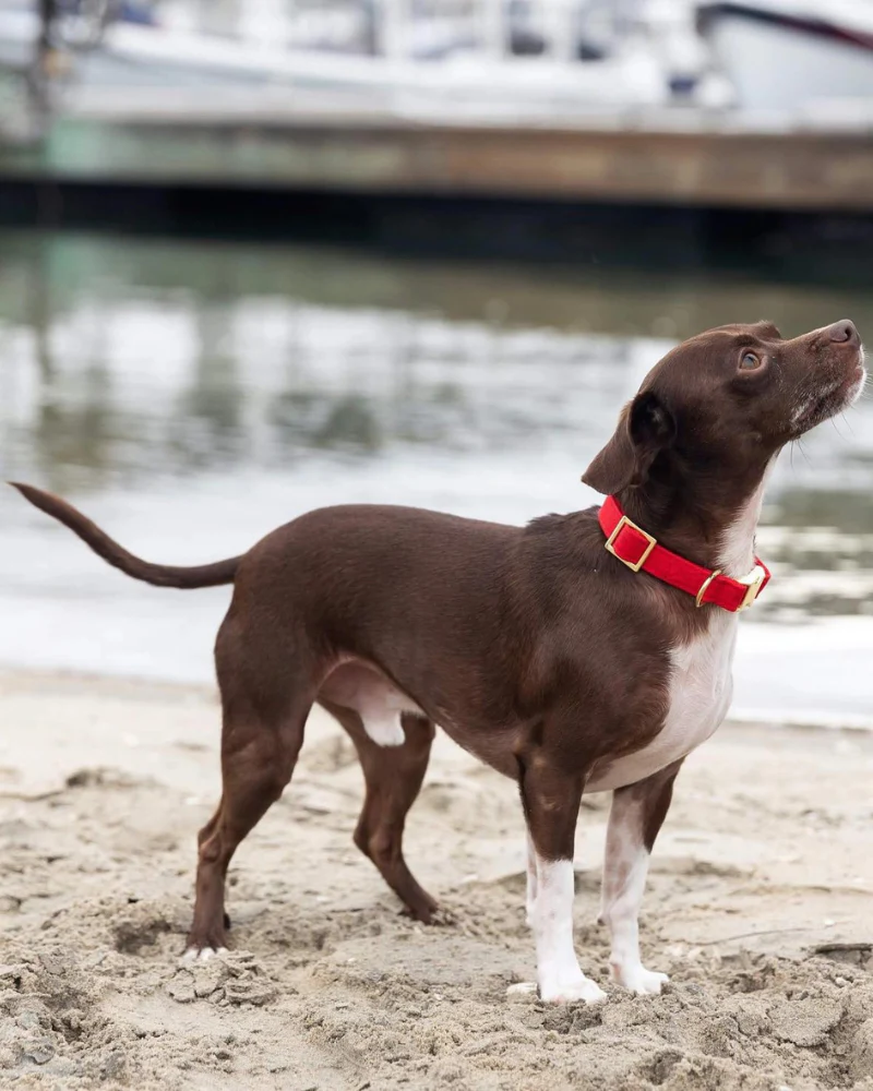 Ruby Dog Collar (Made in the USA) - Image 2