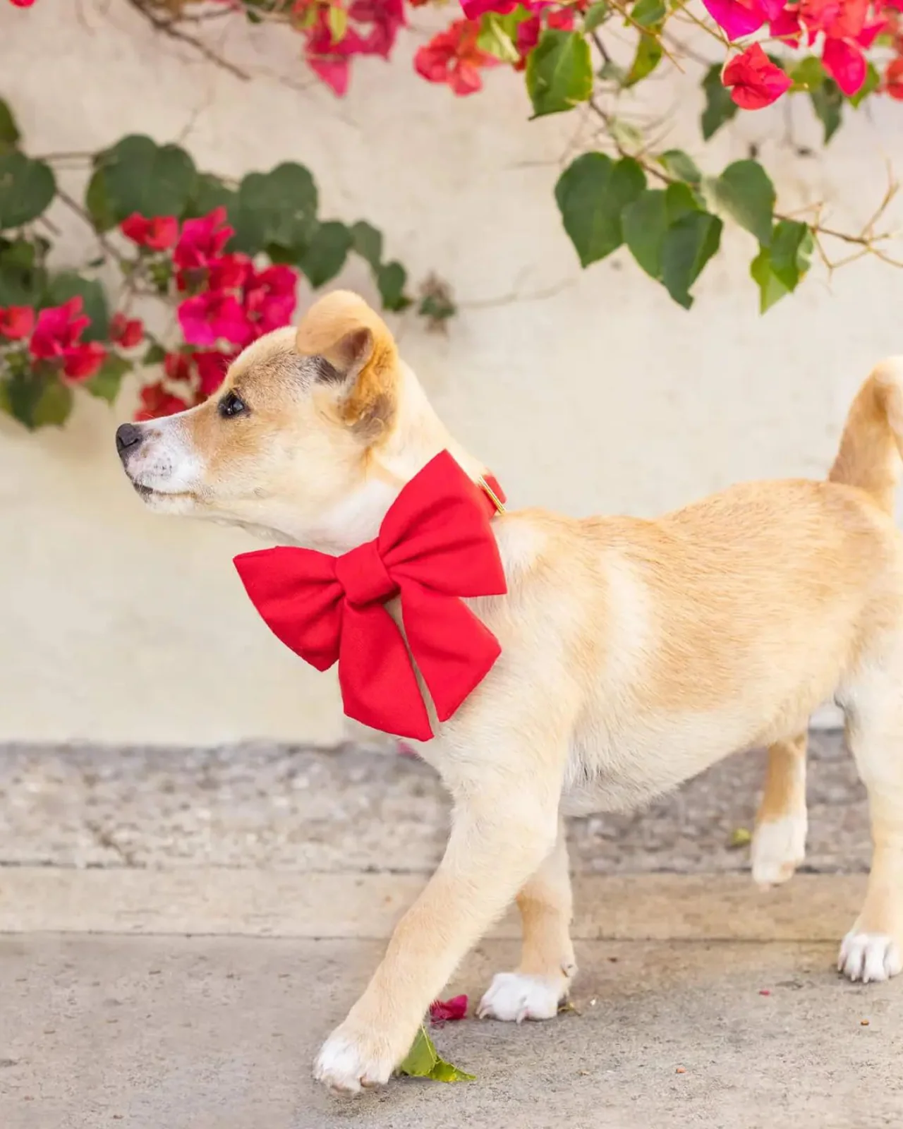 Ruby Lady Dog Bow - Image 2